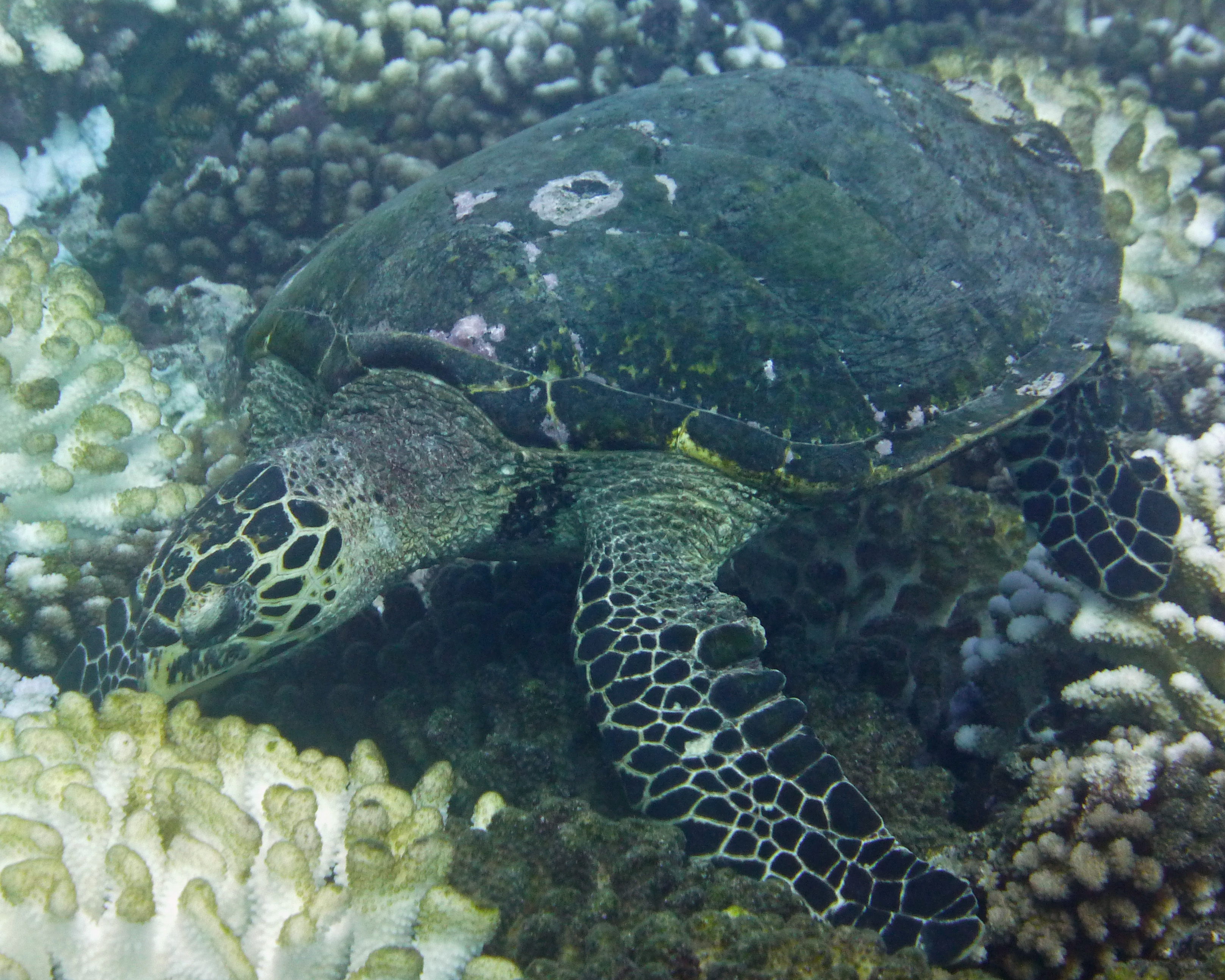 Hawksbill turtle, Mamaru, Mo'orea, French Polynesia 2019.